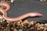 red paddle tail eel 